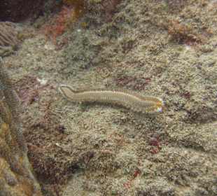 Tauchgang mit James & Mac