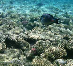 Unterwasserwelt Hotel Sharm Plaza