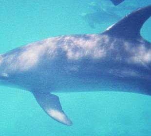 Delphin