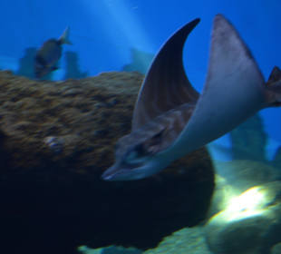 Palma Aquarium
