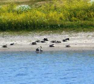 Grietherorter Altrhein