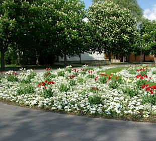 Frühlingsblumen