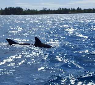 Ausflug mit "Eddy Murphy Group" zu den Delphinen 