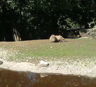 Zoo Brno