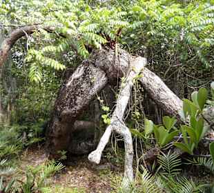 Nationalpark - Der letzte Dino