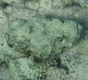 Traumstrand & Korallenriffe/Fische der Superlative