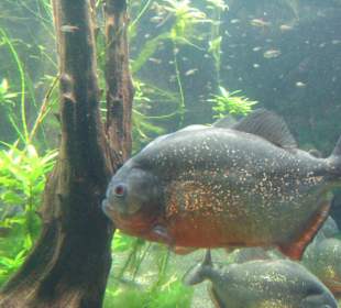 Schaut aus wie Phiranias