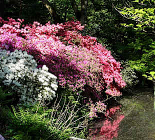 Blühende Azaleen des Rhododendronparks