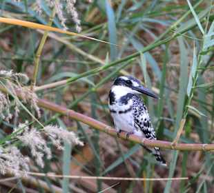 Ruijfi Fluss Selous Nationalpark