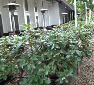 Teehaus im Englischen Garten