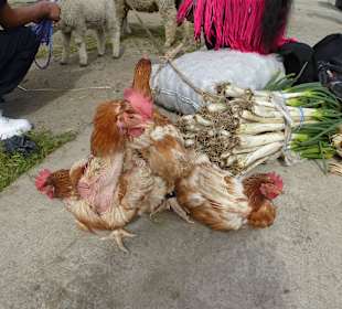 Hühner im Angebot