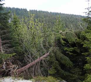 Berg Schneekoppe/Śnieżka