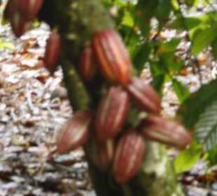 Impressionen in der Plantage