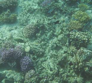 Korallenriff