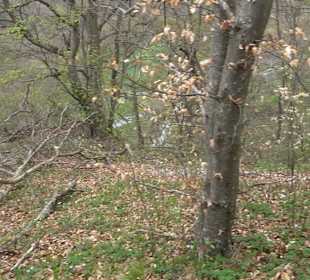 Eiszeitpfad - Burgfelsenpfad