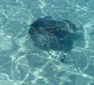 Keine Scheu den Menschen gegenüber