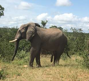 Krüger Nationalpark