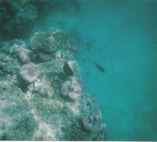 Schnorchel in Sharm el Naga