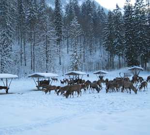 Wildfütterung im Grasswangtal