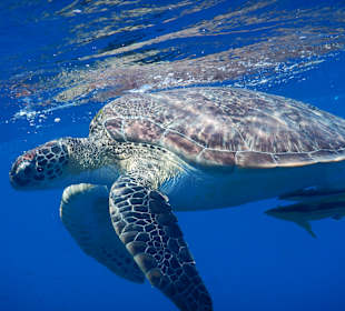 Schnorcheln Marsa Alam