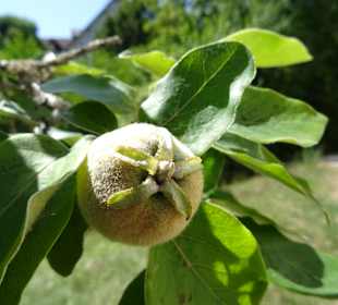 Wasserschloss Oppenweiler