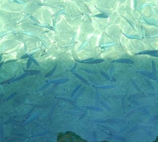 Schiffstour- Blick vom Schiff ins Wasser