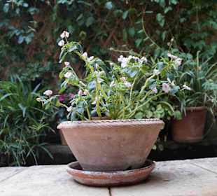 Museum Frédéric Chopin und George Sand