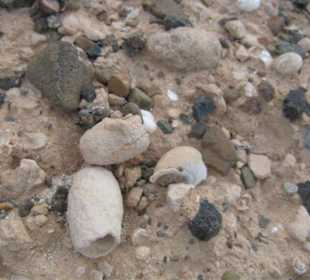 Versteinerte Fossilien