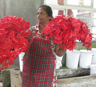 Anathurienplantage