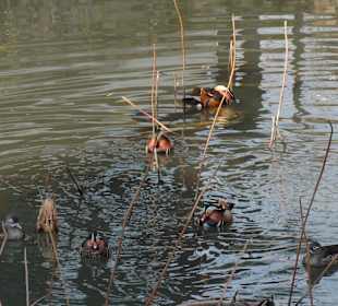 Утки-мандаринки в саду скромного чиновника