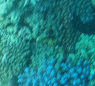 Beeindruckende Korallenriffe