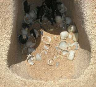 Eier der Meeresschildkröten