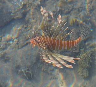 Feuerfisch am Strand