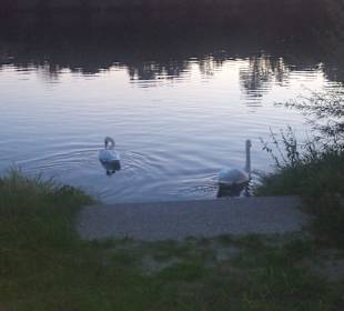 Nochmal Schwäne