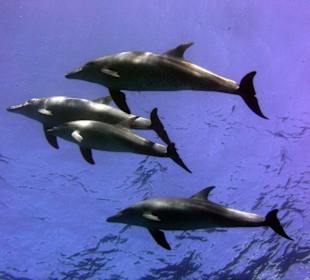 Delfine; es war einfach topp