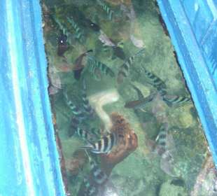 Ausflug Glasbodenboot Diani Beach