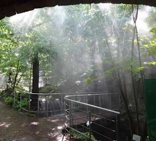 Im Farngarten von Schloss Trauttmansdorff