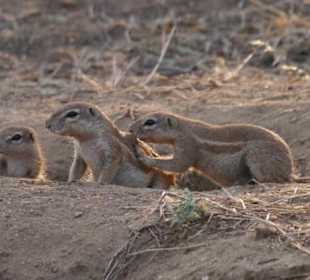 Erdhörnchen