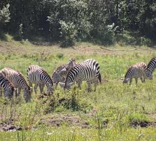 Zebras bei uns vor dem Camp