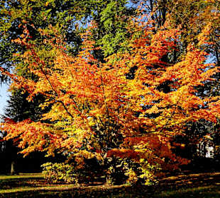 Die Schillerwiese in Herbststimmung 