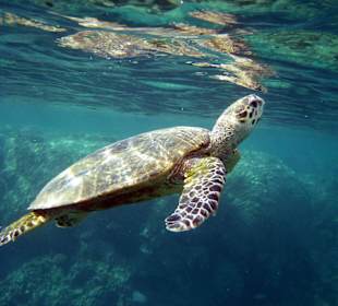 Schildkröte am Hausriff