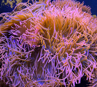 Aquazoo Löbbecke Museum Düsseldorf