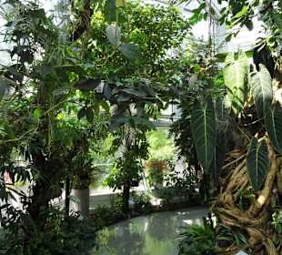 Im Farngarten von Schloss Trauttmansdorff