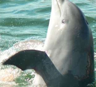 Delfin 2