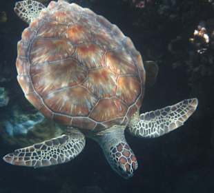 Schildkröte am Hausriff