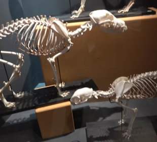 Naturhistorisches Museum