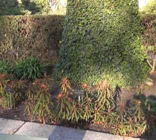 Real Jardín Botánico de Madrid