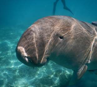 Schau mir in die Augen