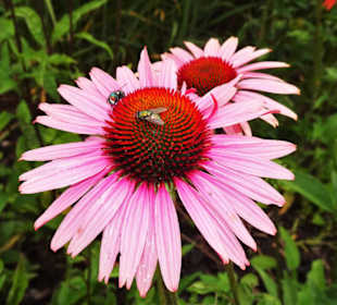 Rundgang durch den Kräuterlehr- und Schaugarten