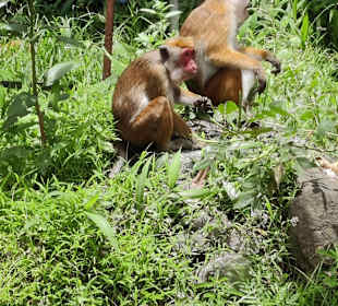 Elefantenwaisenhaus Pinnawela